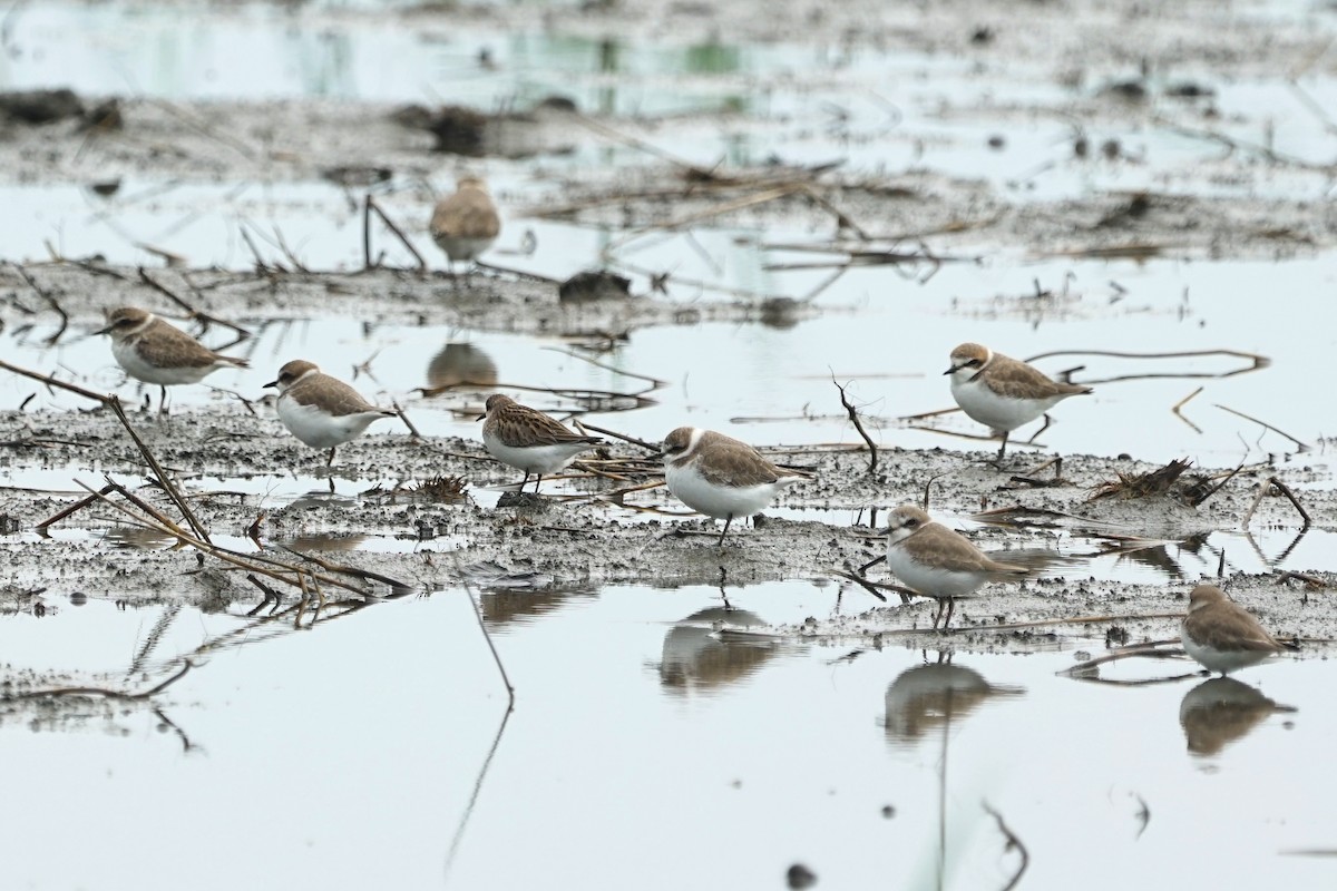 Kentish Plover - JingZu Tu