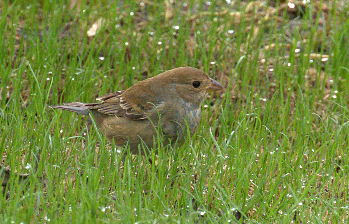 Indigo Bunting - ML121521701