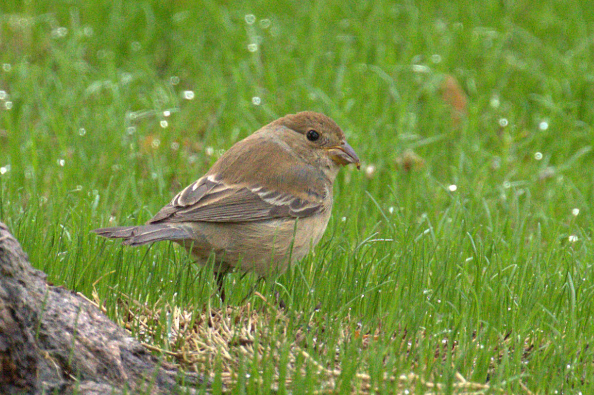 Indigo Bunting - ML121521711