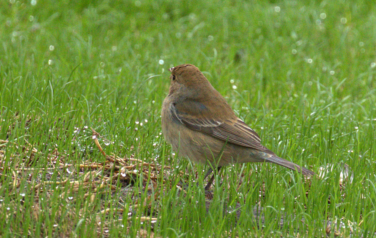 Indigo Bunting - ML121521721