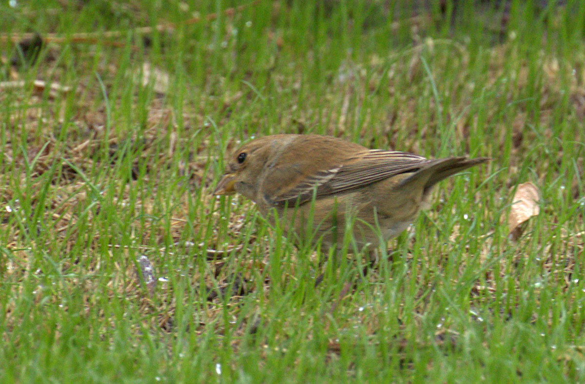 Indigo Bunting - ML121521741