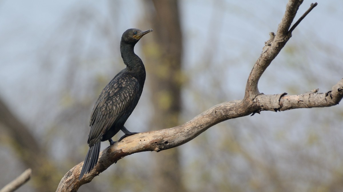 Indian Cormorant - ML121523171