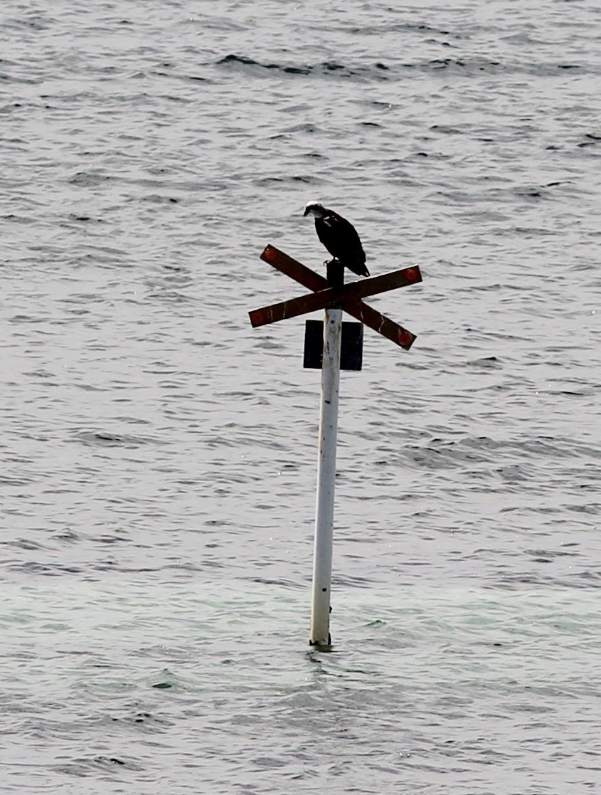 Osprey - Richard and Margaret Alcorn