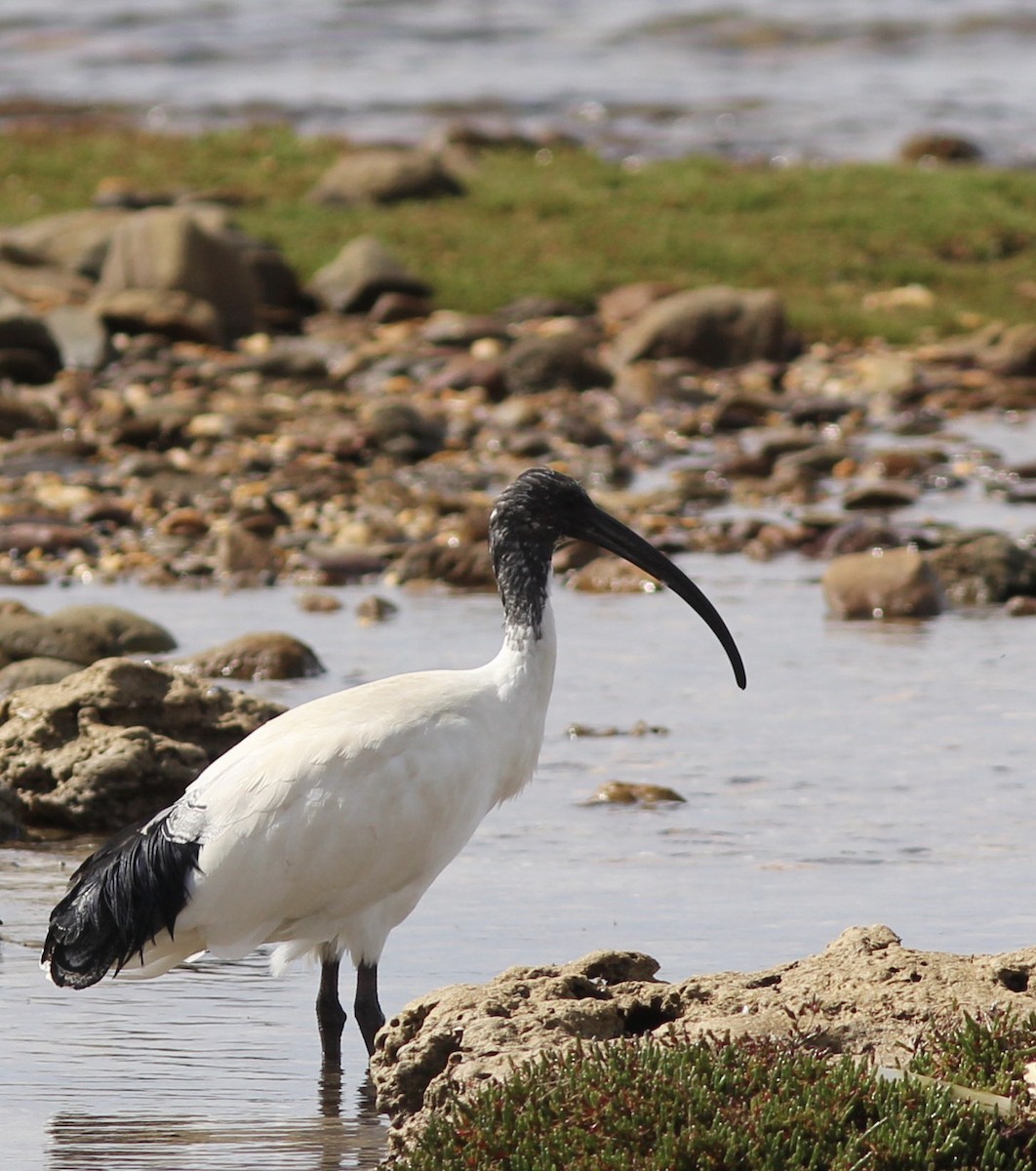 ibis australský - ML121523241