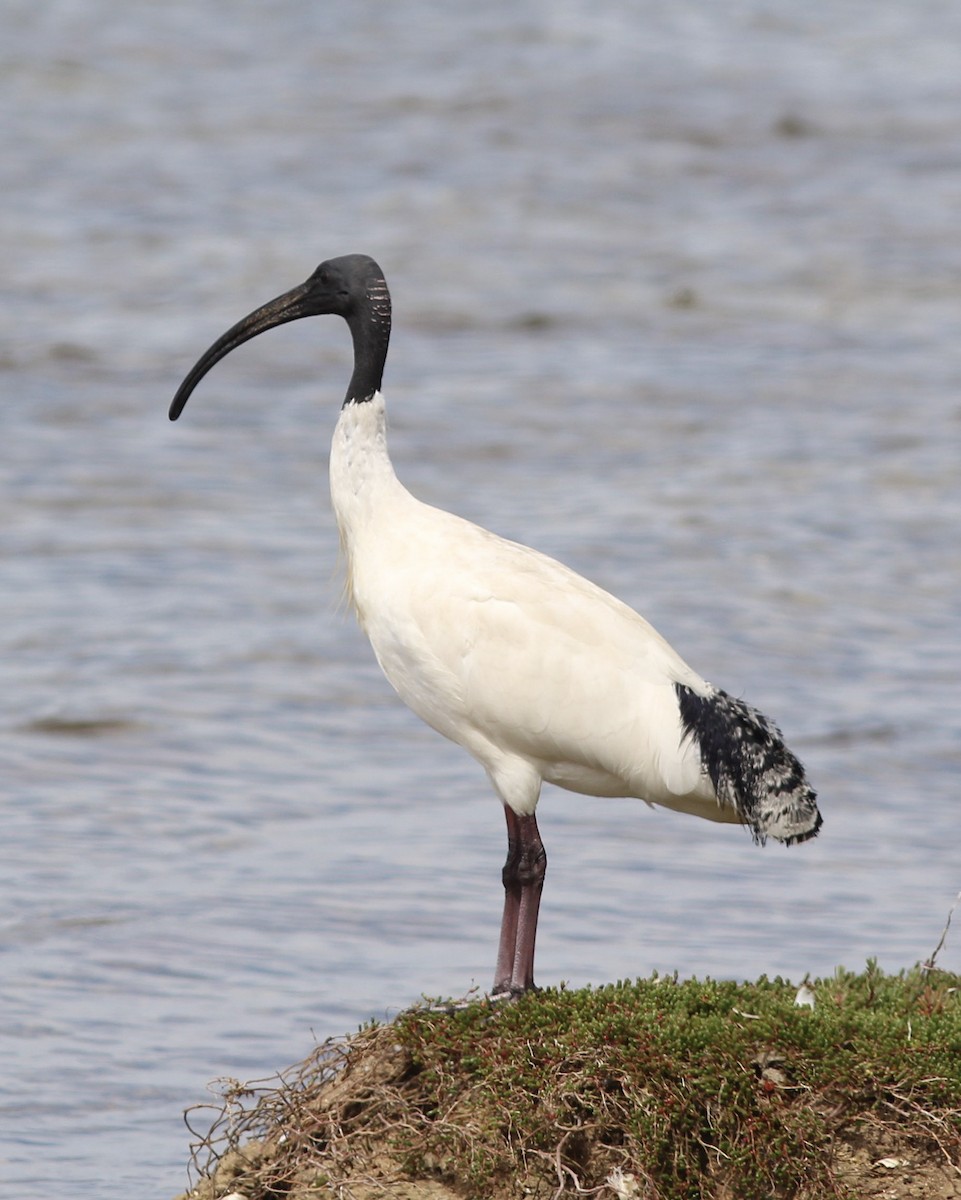 ibis australský - ML121523251