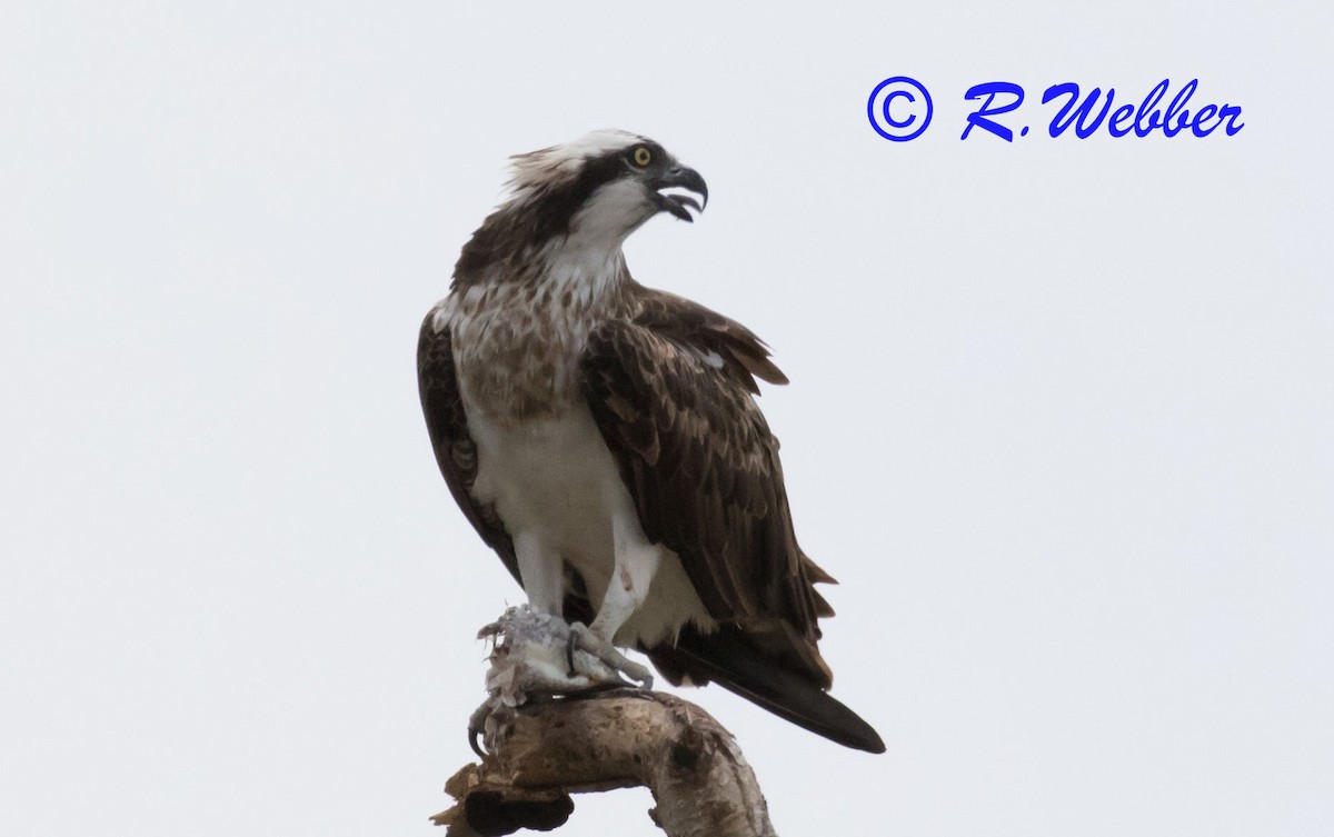 Osprey - ML121524031