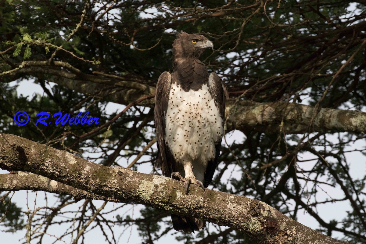 Martial Eagle - ML121524101