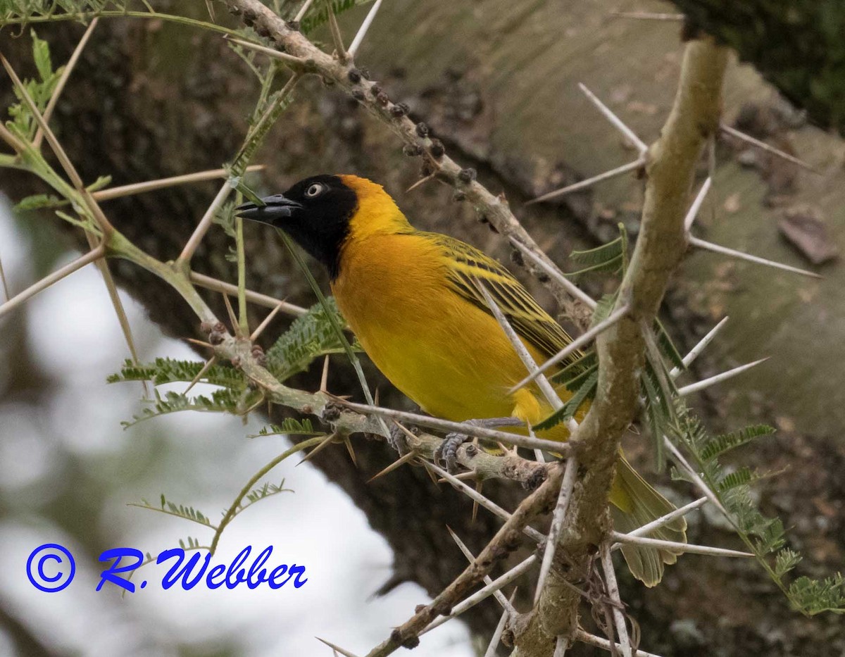 Lesser Masked-Weaver - ML121524281