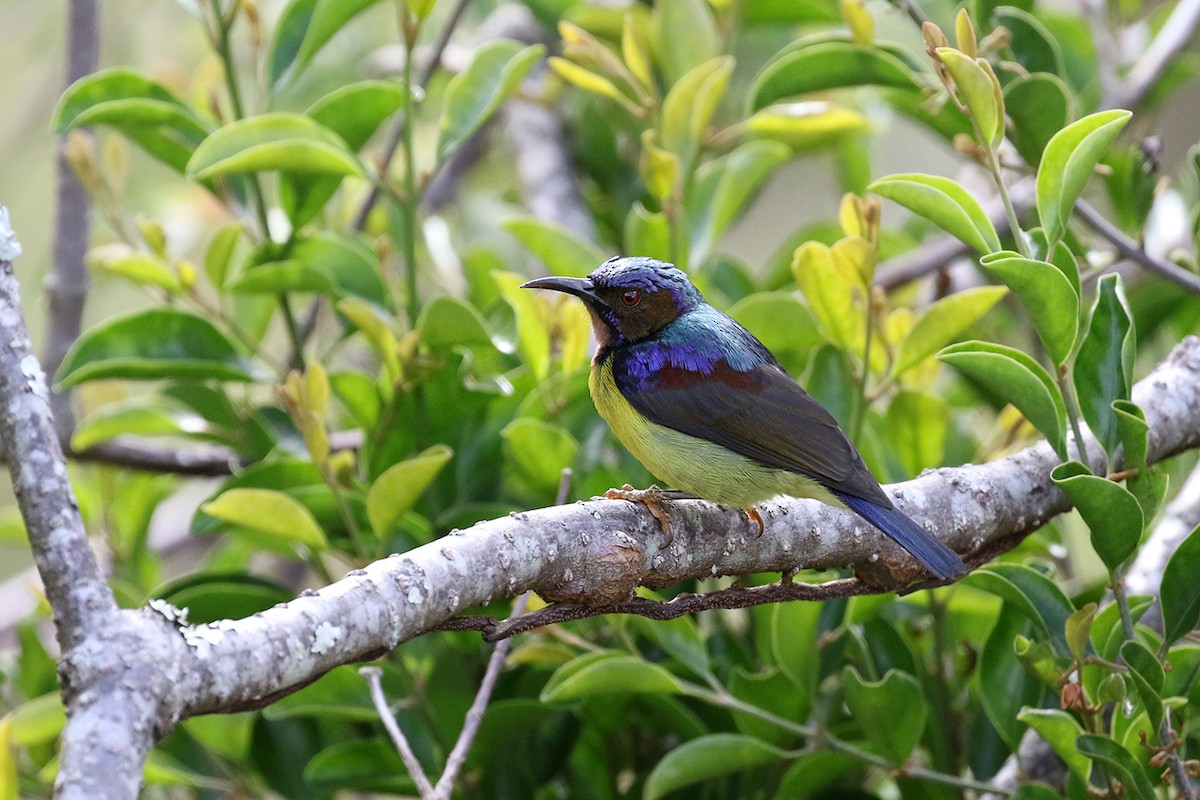 Brown-throated Sunbird - ML121524291