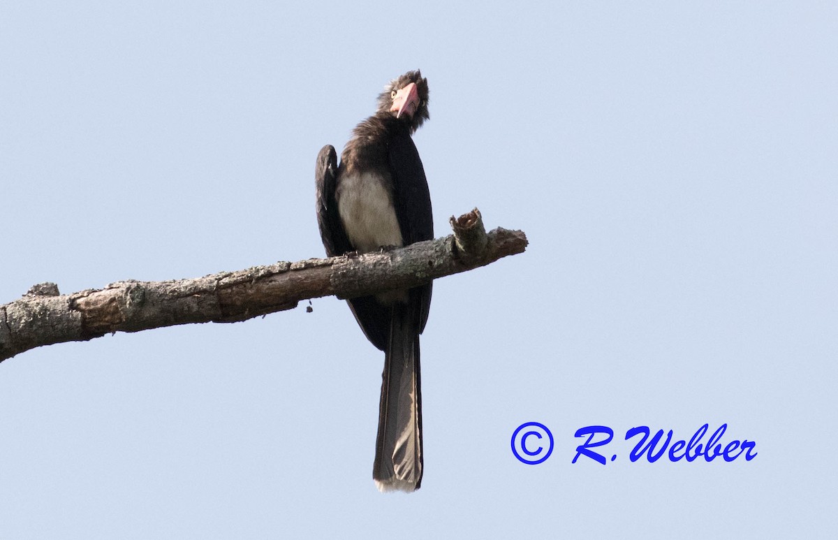 Crowned Hornbill - Richard Webber