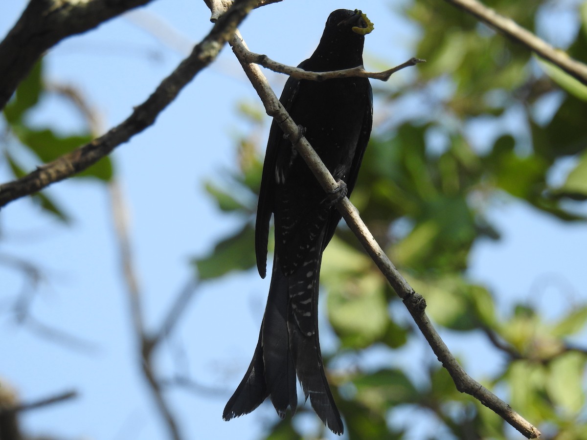 Fork-tailed Drongo-Cuckoo - ML121526191