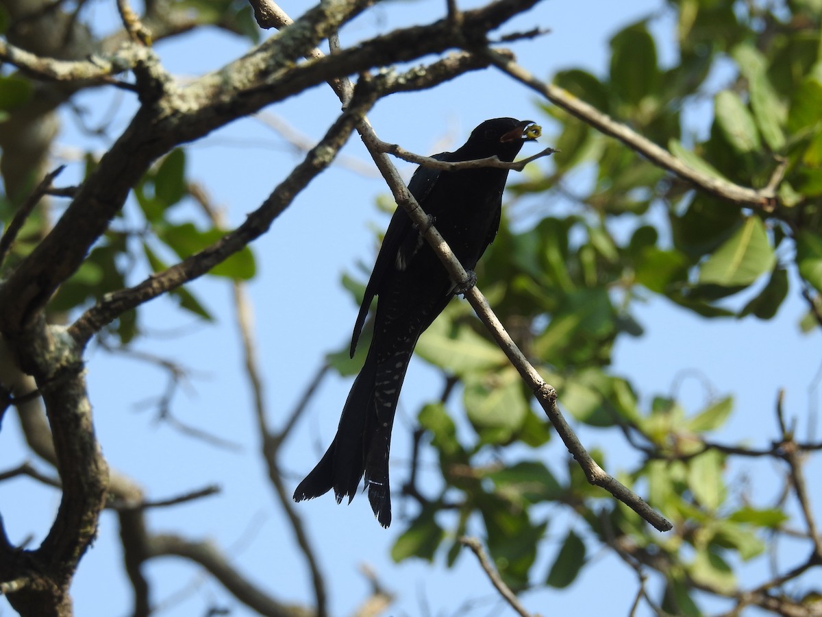 Cuclillo Drongo Coliahorquillado - ML121526221