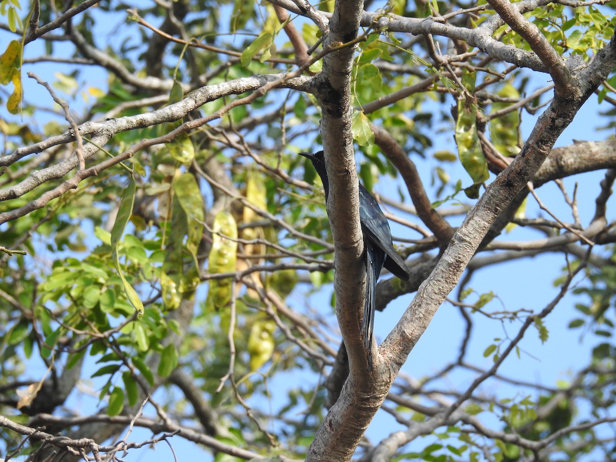 Fork-tailed Drongo-Cuckoo - ML121526251