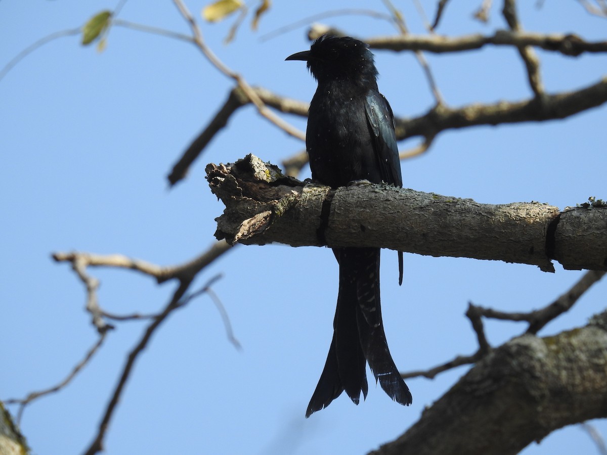 Cuclillo Drongo Coliahorquillado - ML121526261