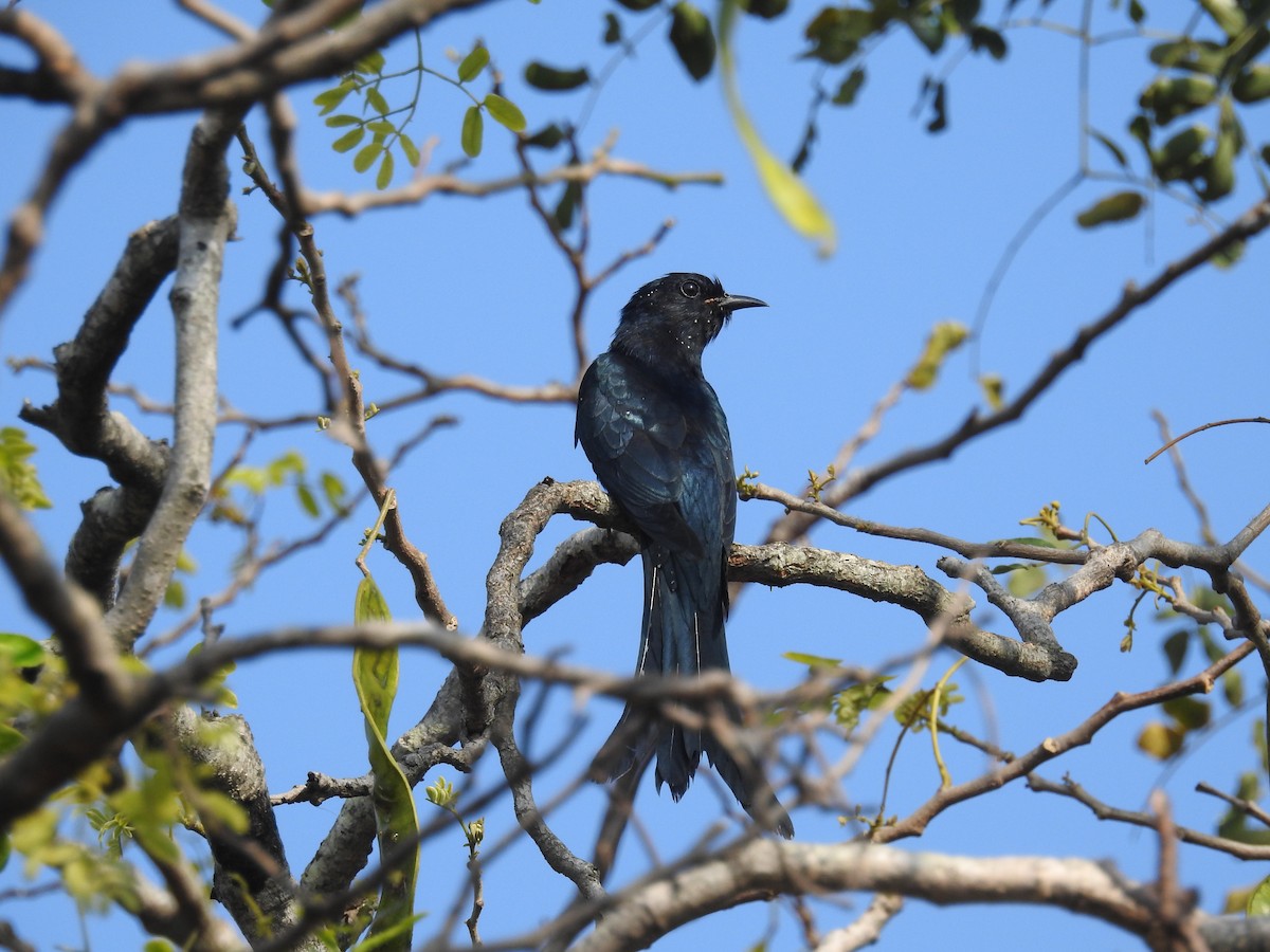 Fork-tailed Drongo-Cuckoo - ML121526281