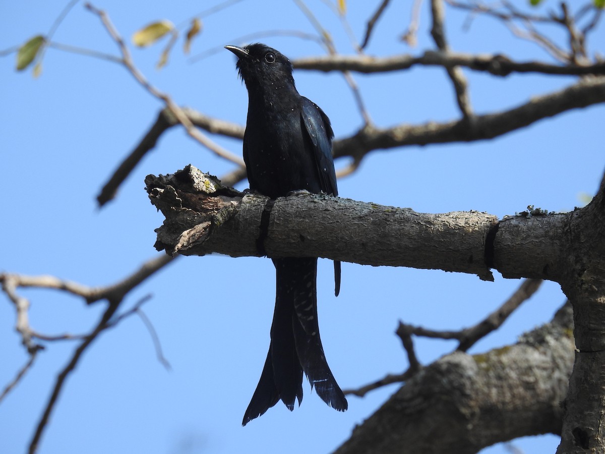 Cuclillo Drongo Coliahorquillado - ML121526291