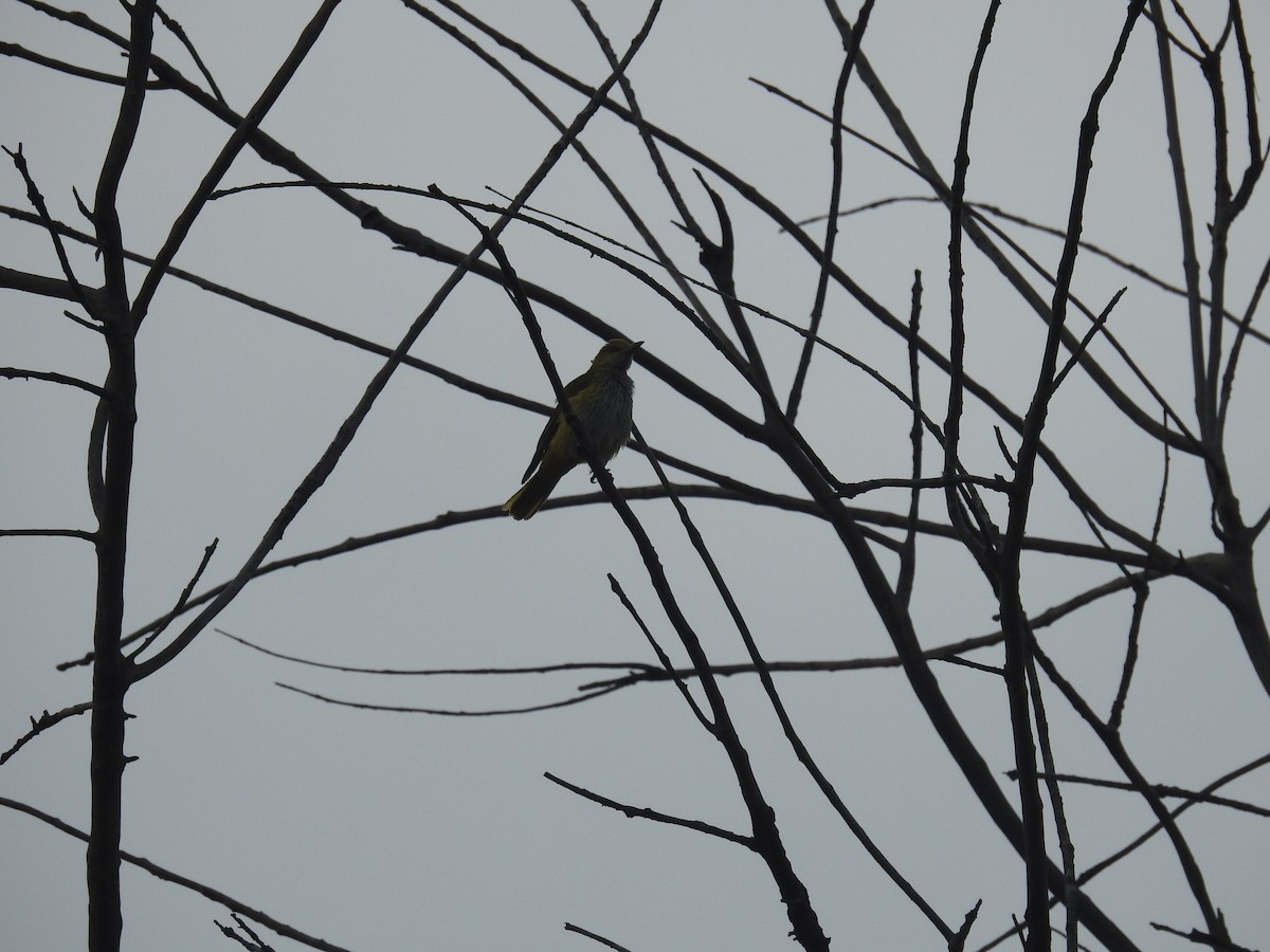 Indian Golden Oriole - ML121526311