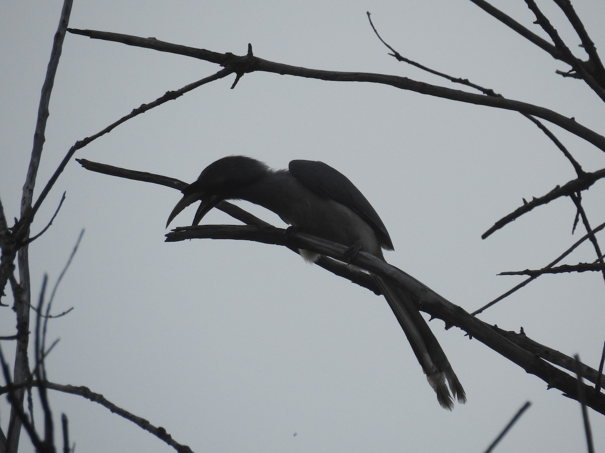 Indian Gray Hornbill - ML121526321
