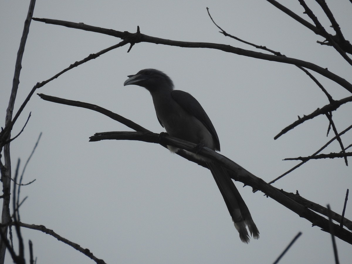 Indian Gray Hornbill - ML121526331