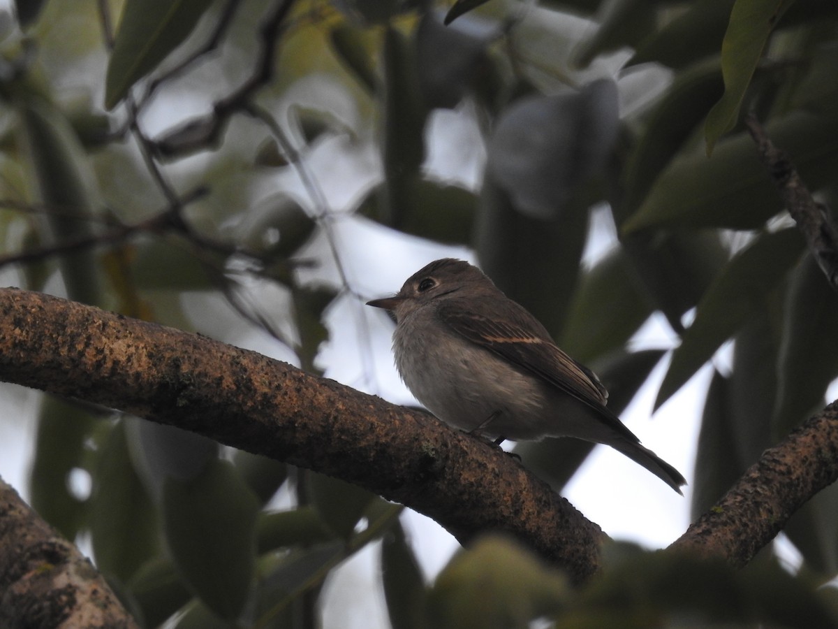 Asian Brown Flycatcher - ML121526341