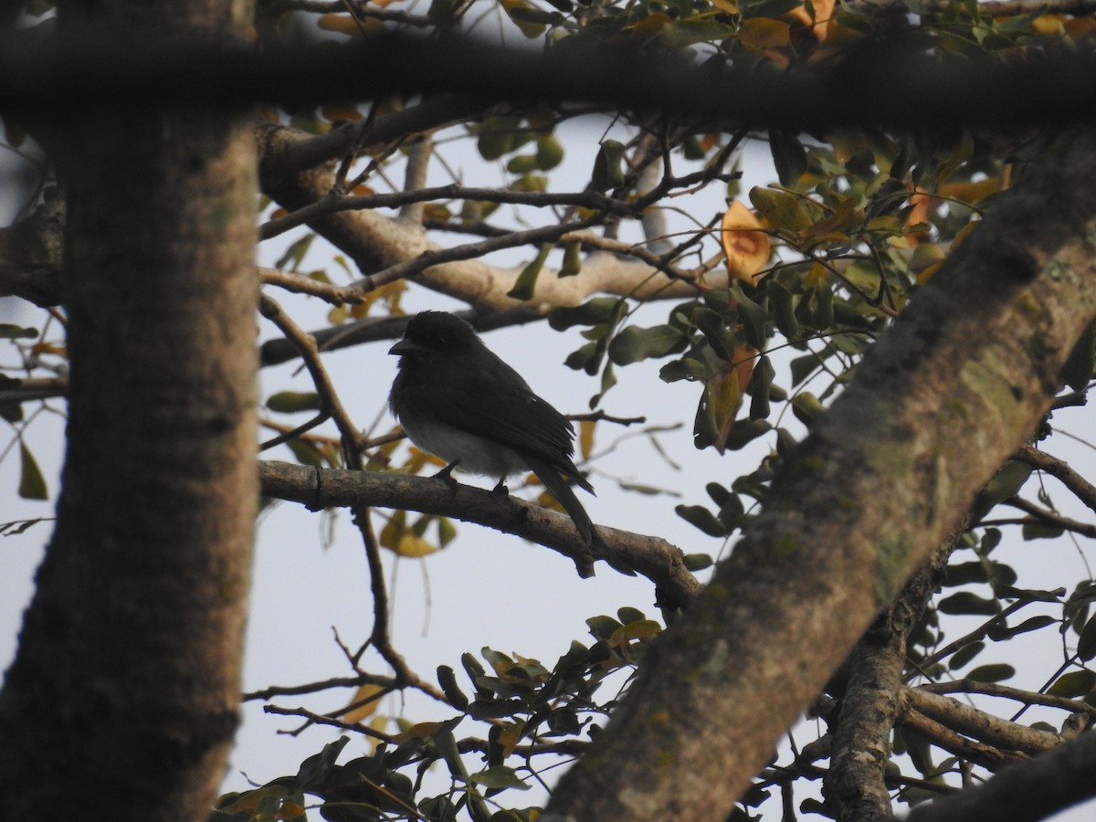 Drongo à ventre blanc - ML121526371