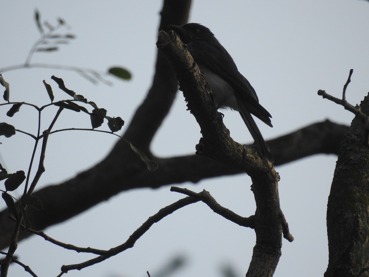 Drongo Ventriblanco - ML121526391