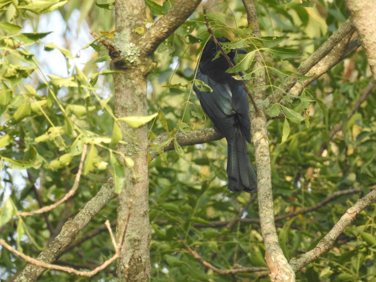 Hair-crested Drongo - ML121526411