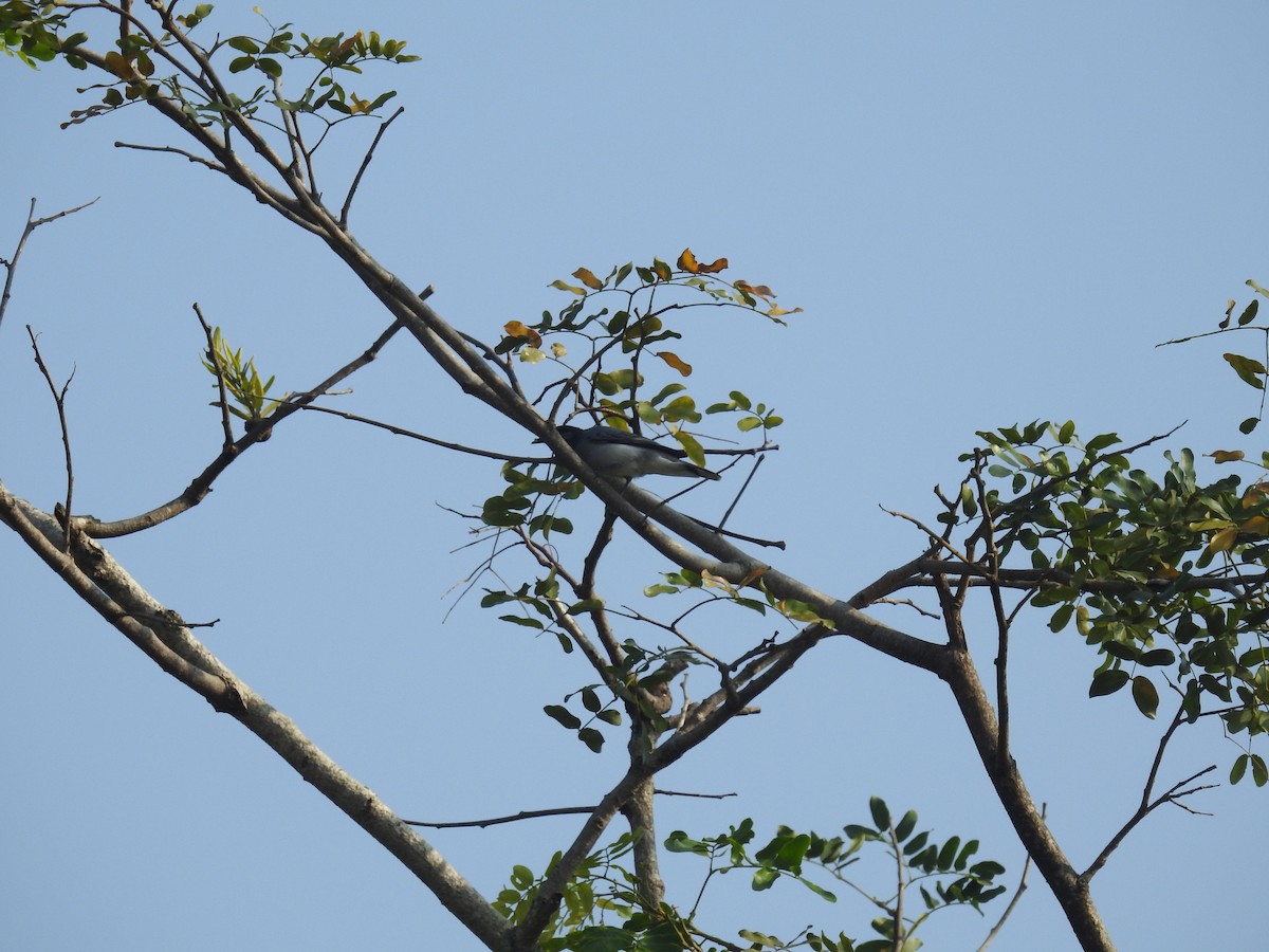 Black-headed Cuckooshrike - ML121526441