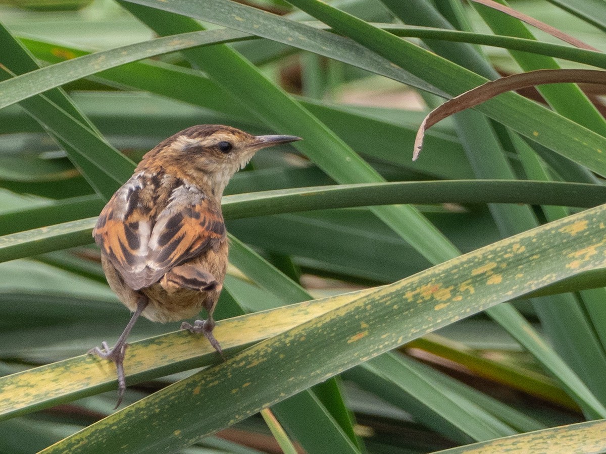 Wren-like Rushbird - ML121526631