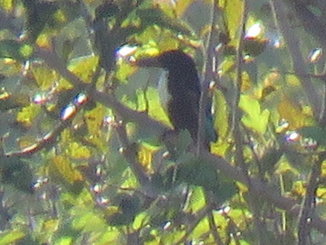 White-throated Kingfisher - ML121526691