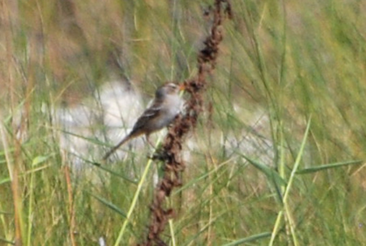 Bruant à couronne blanche - ML121527371