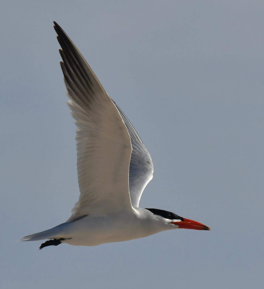 Caspian Tern - ML121527801