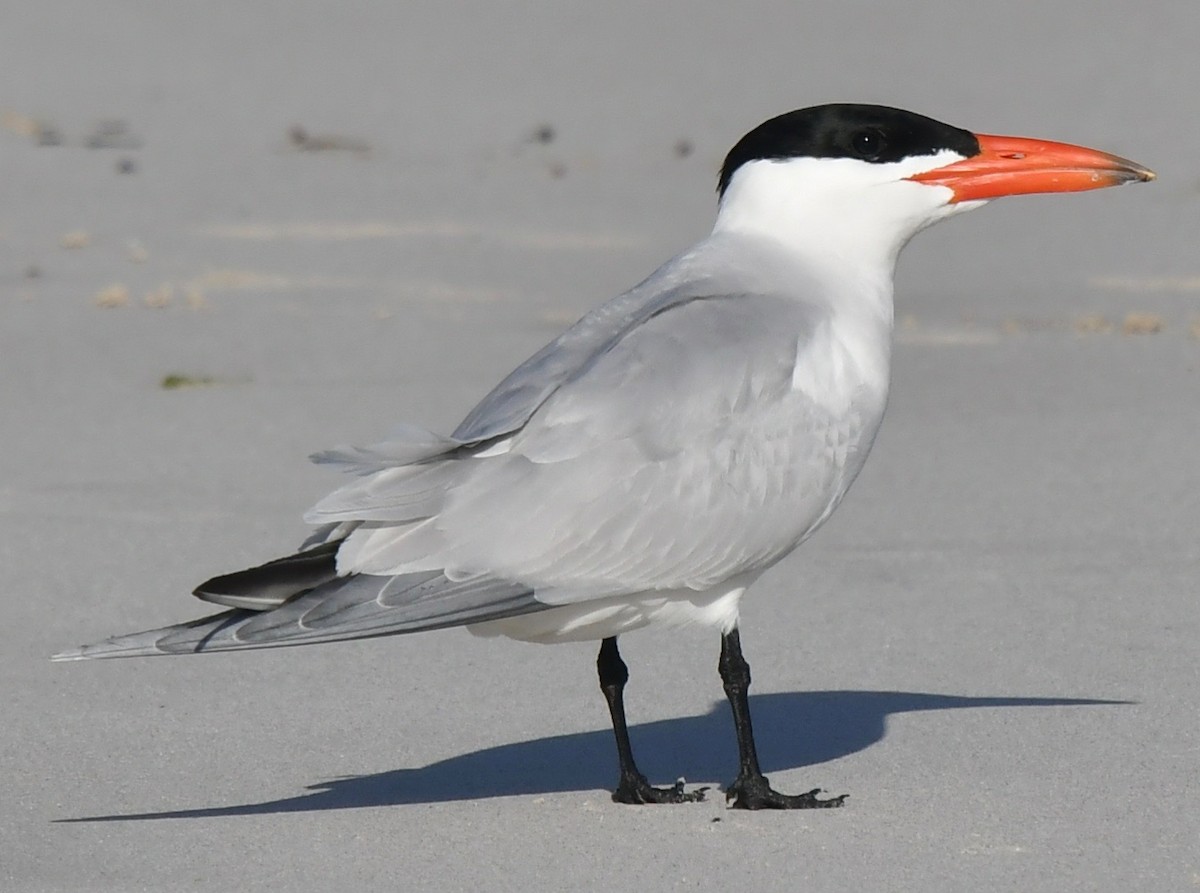 Caspian Tern - ML121527811