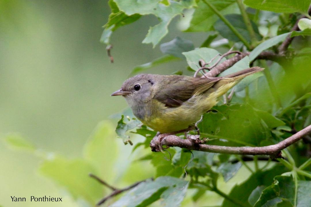 Mourning Warbler - ML121527901