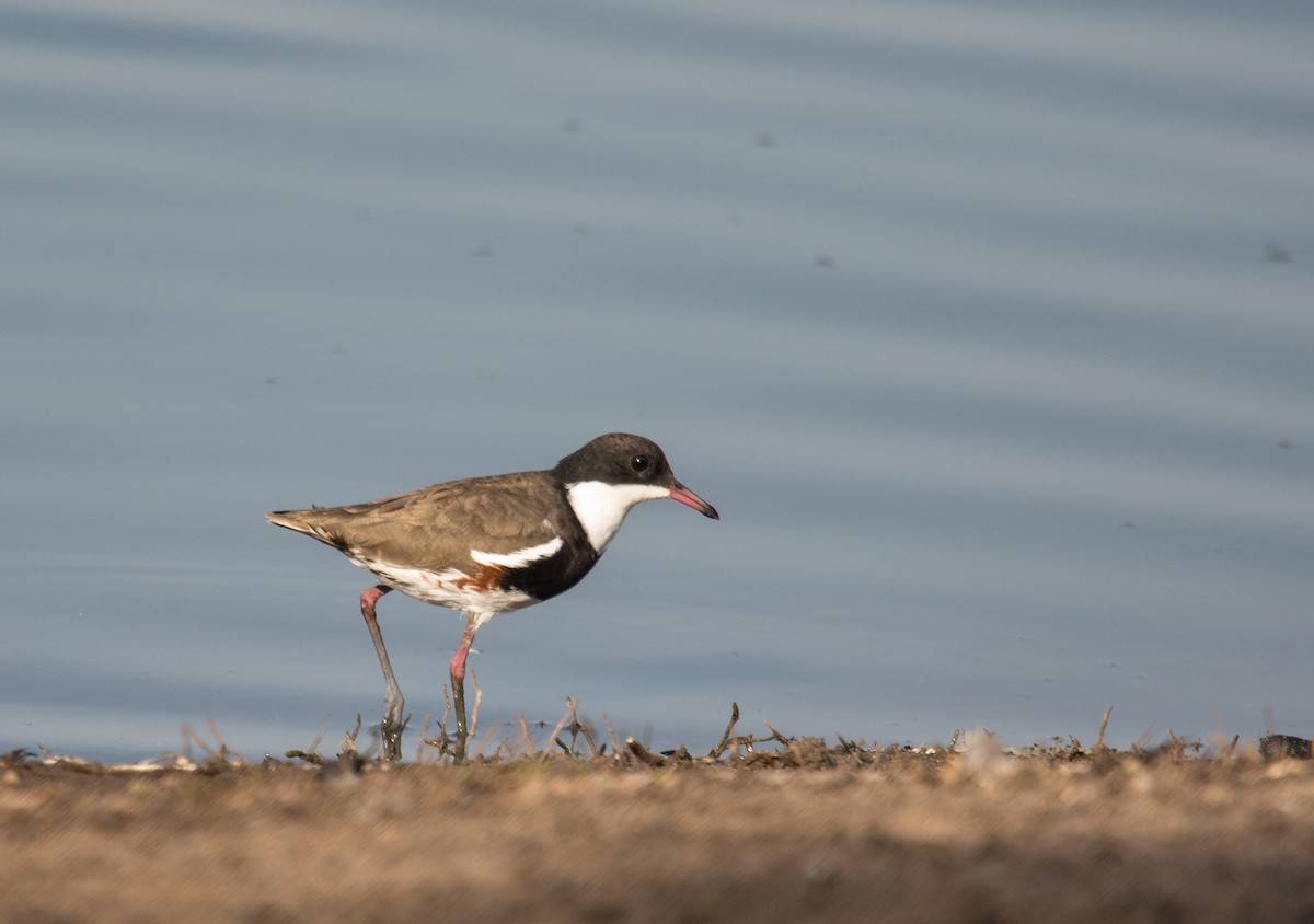 Red-kneed Dotterel - ML121527971