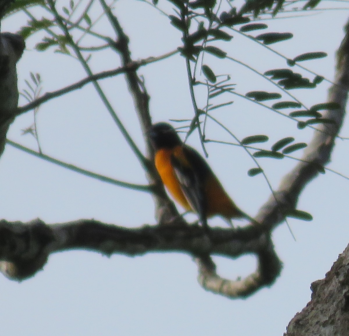 Baltimore Oriole - ML121529081