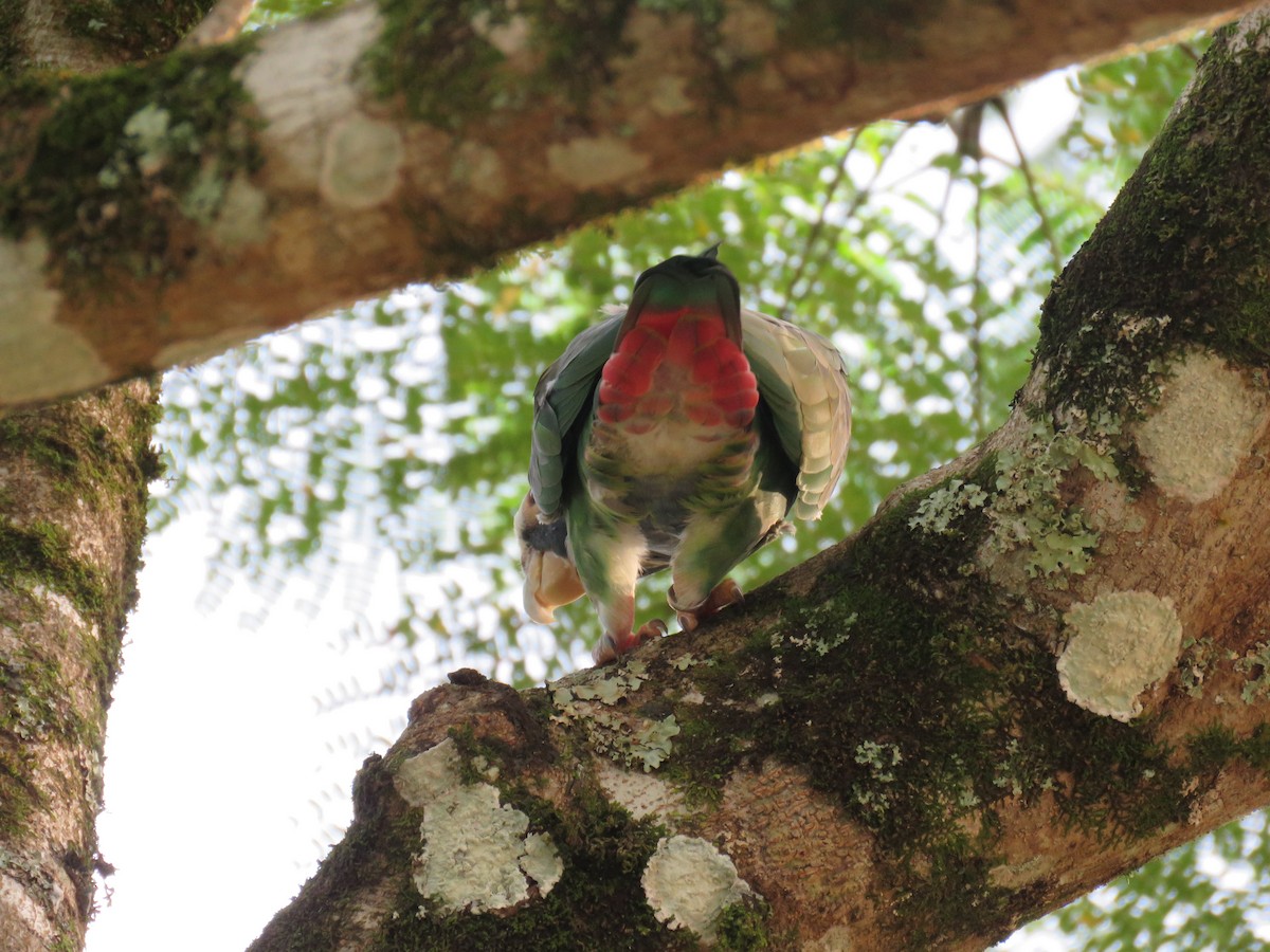 White-crowned Parrot - ML121529271