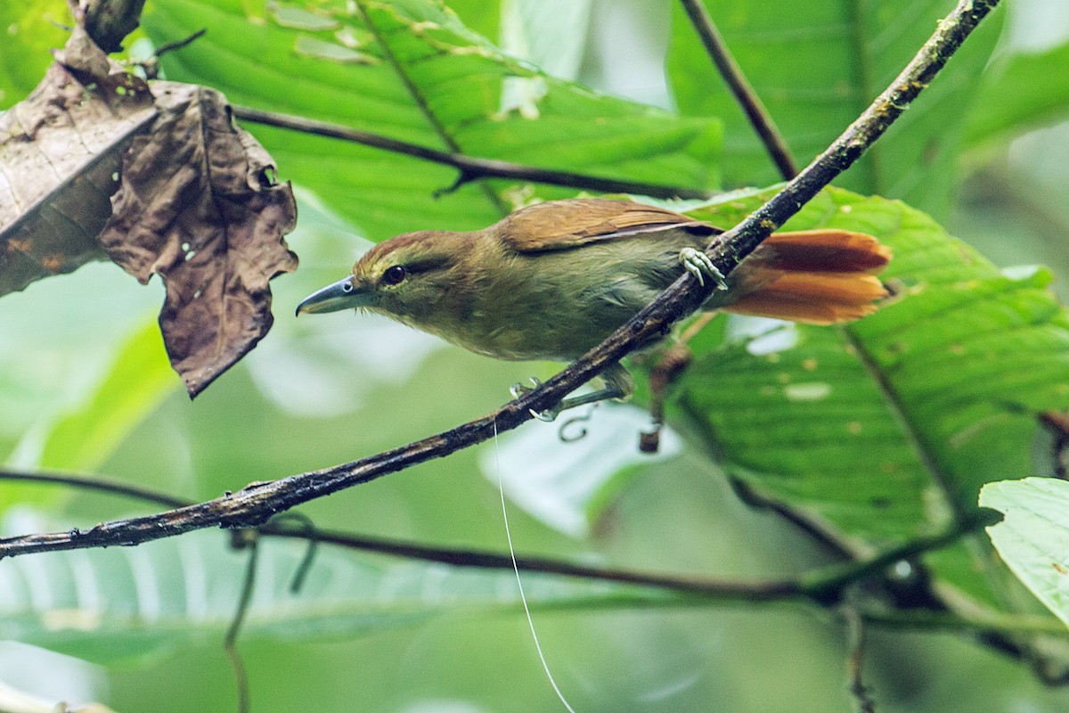 Russet Antshrike (Tawny) - ML121529461