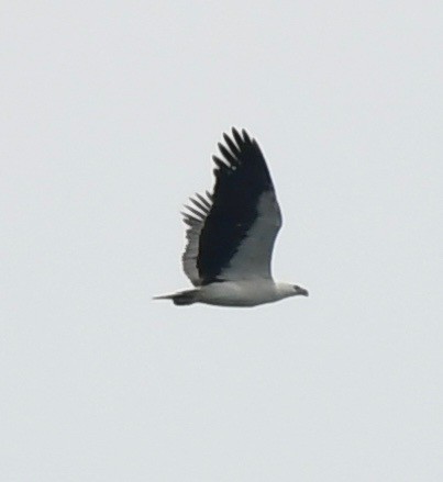 White-bellied Sea-Eagle - ML121529921