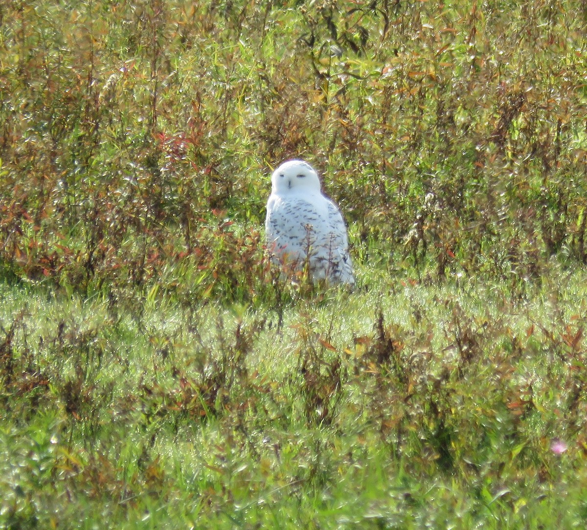 Snowy Owl - ML121530931