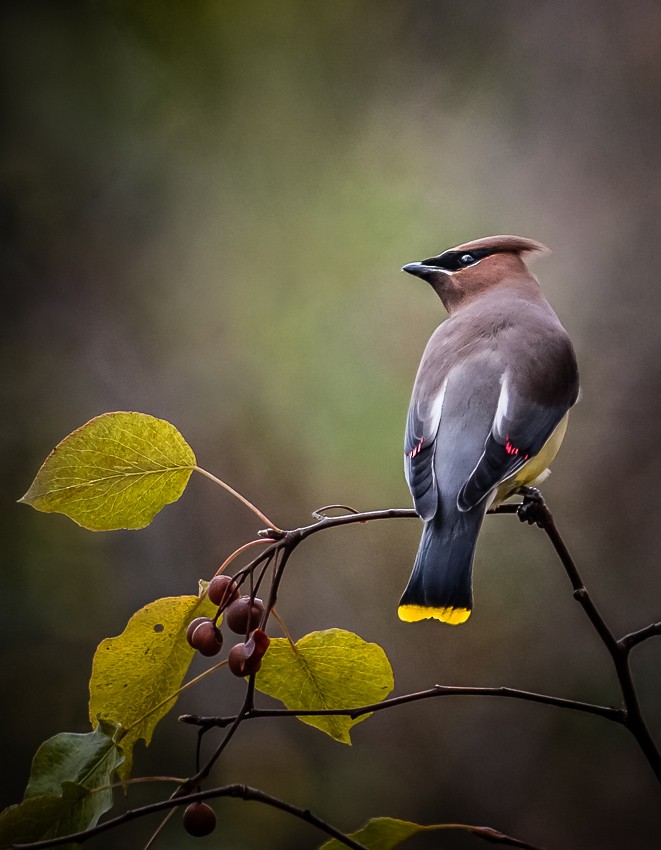 Cedar Waxwing - ML121531481
