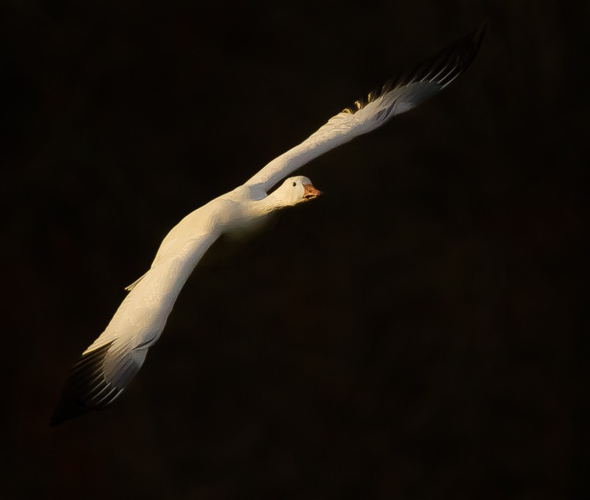 Snow Goose - ML121532101