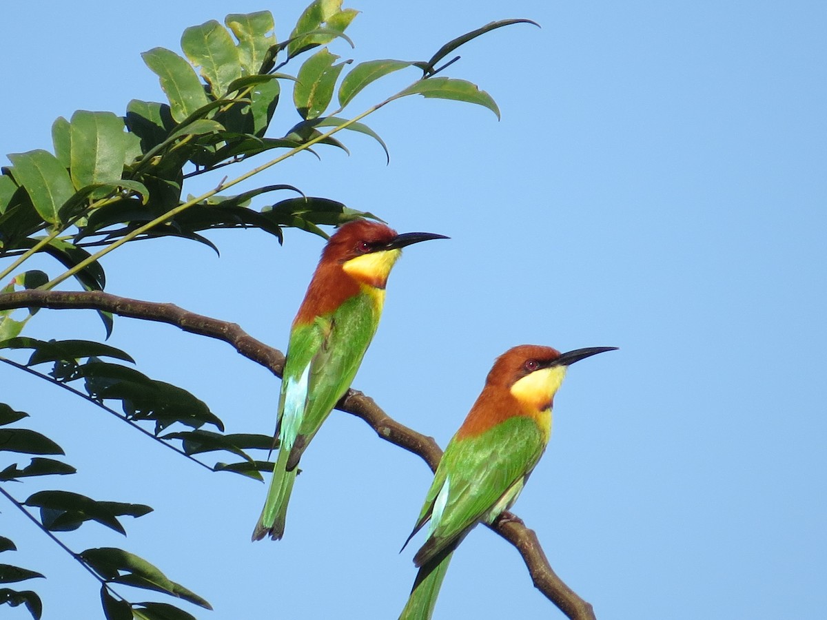 Chestnut-headed Bee-eater - Folkert Kottman