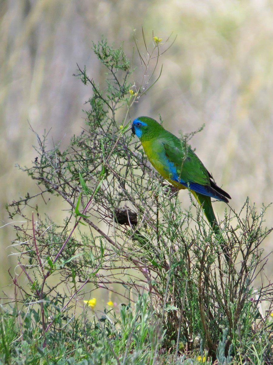 Turquoise Parrot - ML121532391