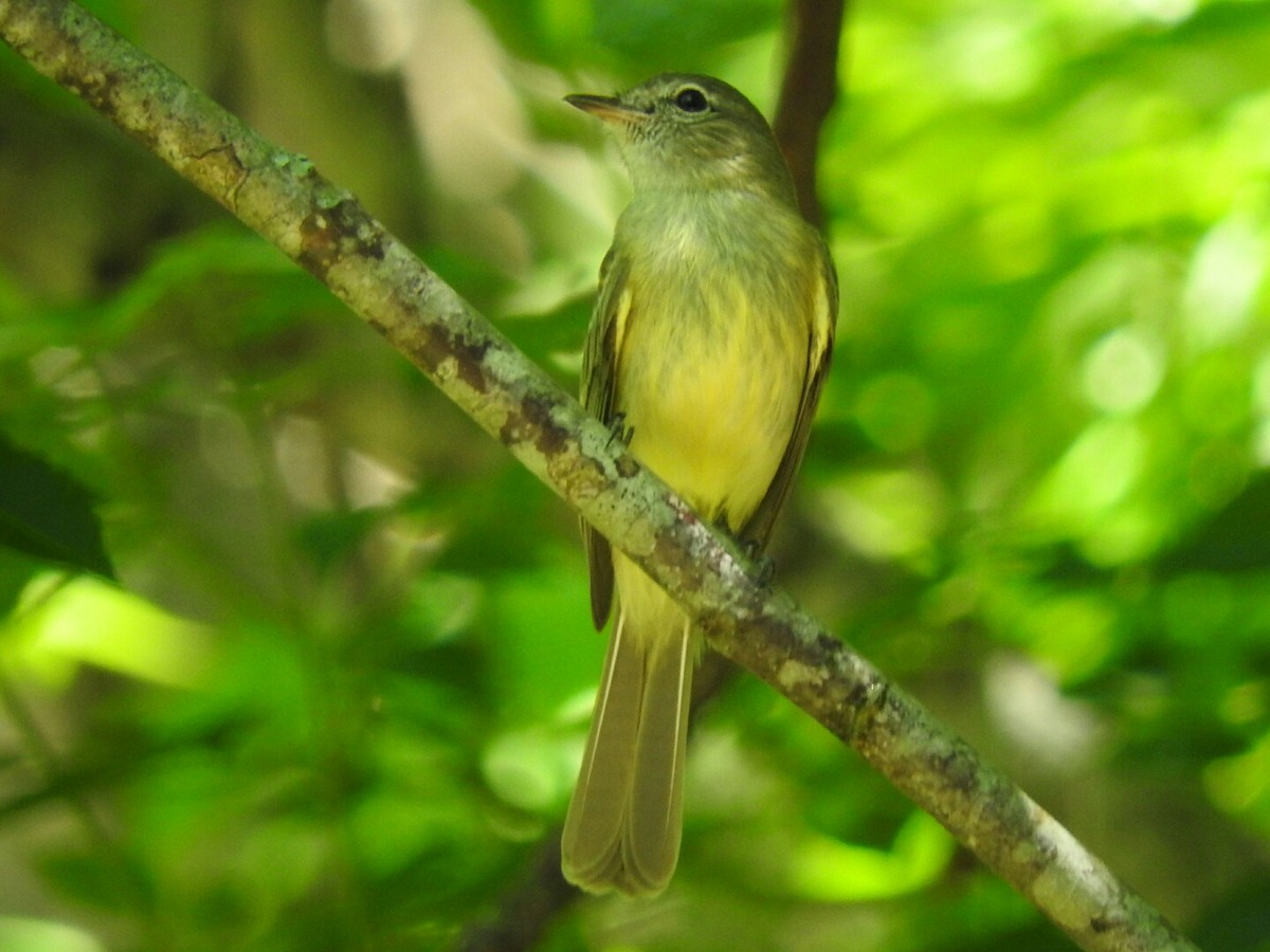 Greenish Elaenia - ML121532531