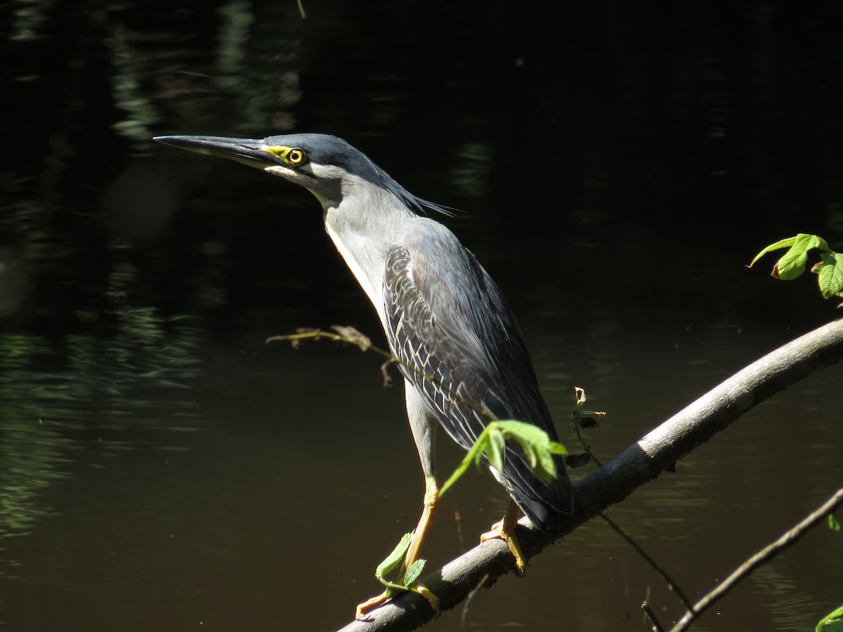 Striated Heron - ML121532631