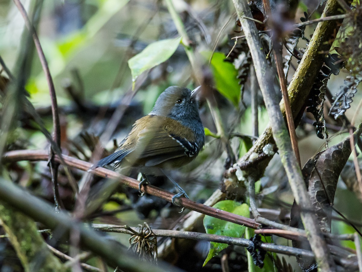 Gray-headed Antbird - Nick Athanas