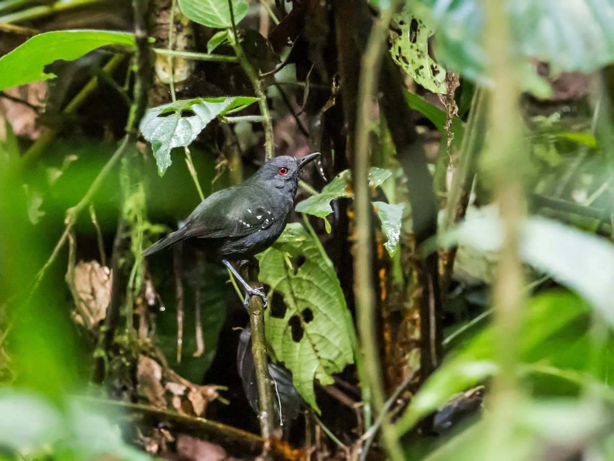 Esmeraldas Antbird - ML121532921