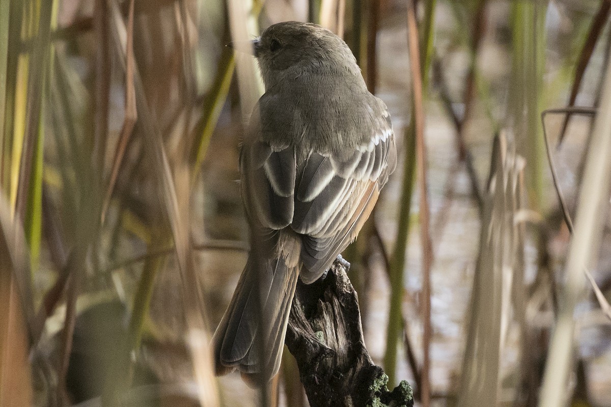 Ash-throated Flycatcher - ML121534281