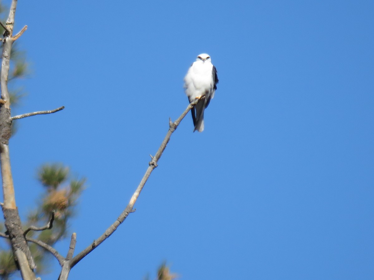 White-tailed Kite - RB Birder